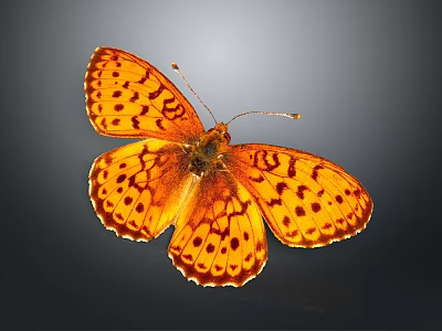 Beautiful Orange Butterfly With Black Spots On Wings Against Dark Background 3d model
