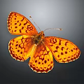 Beautiful Orange Butterfly With Black Spots On Wings Against Dark Background