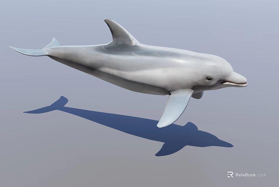 3D Dolphin Rendering in Jumping Pose on Light Background with Shadow 3d model 