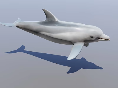 3D Dolphin Rendering in Jumping Pose on Light Background with Shadow 3d model