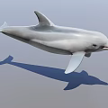 3D Dolphin Rendering in Jumping Pose on Light Background with Shadow 3d model