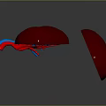 Human Kidneys 3D Anatomical Model Showing Internal Structure And Blood Vessels