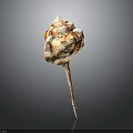 Conch Shell With Red And White Patterns And Long Pointed Tail Isolated On Dark Background
