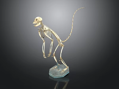 Detailed Standing Monkey Skeleton Display On Blue Base With Black Background 3d model