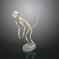 Detailed Standing Monkey Skeleton Display On Blue Base With Black Background 3d model