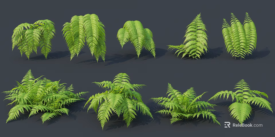 Various Green Fern Plants With Lush Foliage And Different Growth Forms 3d model 