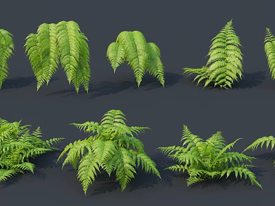 Various Green Fern Plants With Lush Foliage And Different Growth Forms 3d model