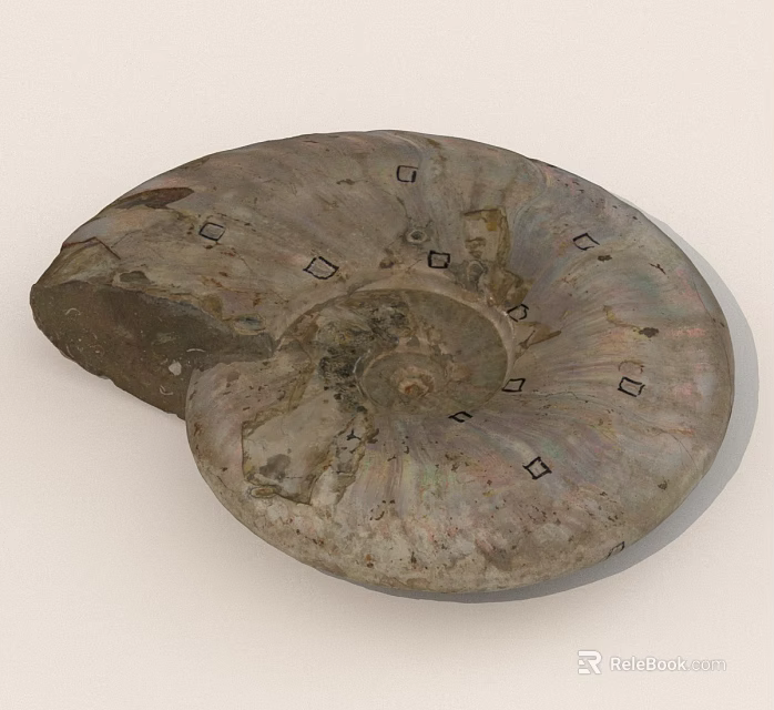 Ammonite Fossil With Spiral Shape And Square Markings On Textured Surface 3d model 