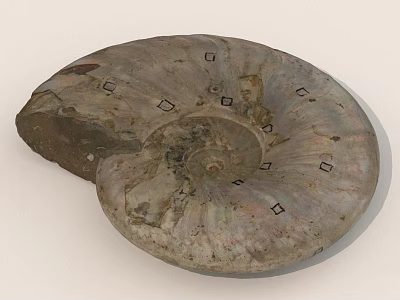 Ammonite Fossil With Spiral Shape And Square Markings On Textured Surface 3d model