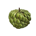 Fresh Green Sugar Apple With Scaly Texture And Brown Stem