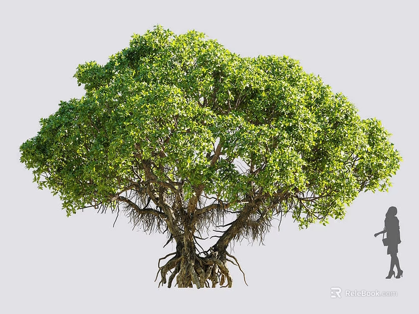 Lush Green Shrub With Dense Foliage And Exposed Roots Near Person Silhouette 3d model 