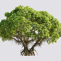 Lush Green Shrub With Dense Foliage And Exposed Roots Near Person Silhouette