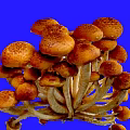 Fresh Cluster of Mushrooms with Brown Caps and White Stems on Blue Background