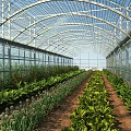 Durable Sunshade Structure For Greenhouse With Transparent Roof And Organized Vegetable Beds