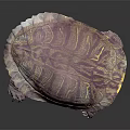 Modern Turtle Cartoon Turtle Snapping Turtle 3d model