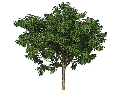 Healthy Arbor With Lush Green Foliage And Straight Trunk In Natural Environment 3d model