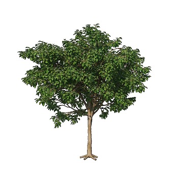 Tree Landscape Tree Green Planting 3d model