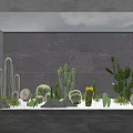 Indoor Landscape With Various Cacti Succulents Gray Wall And Spherical Decorations