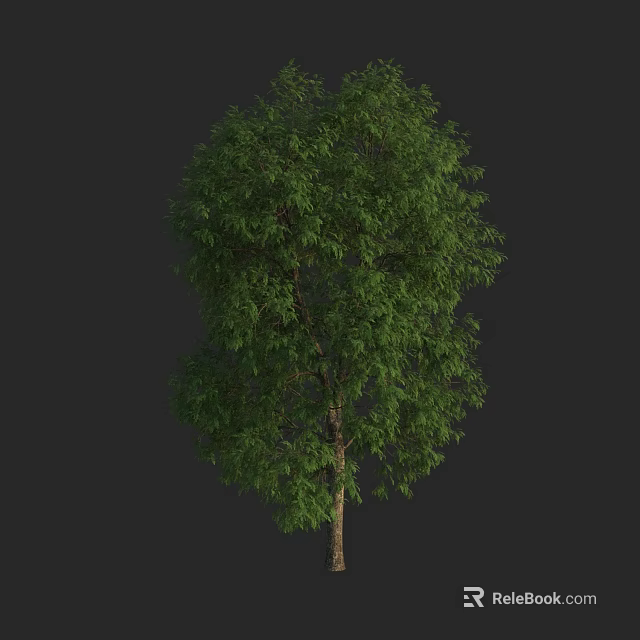 Tall Lush Green Arbor With Dense Foliage And Strong Trunk 3d model 