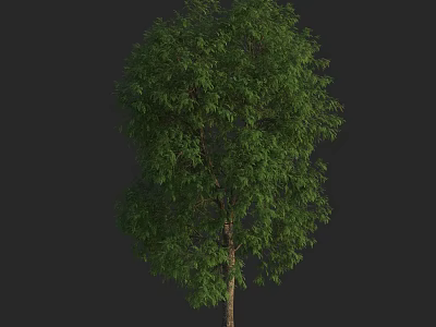 Tall Lush Green Arbor With Dense Foliage And Strong Trunk 3d model