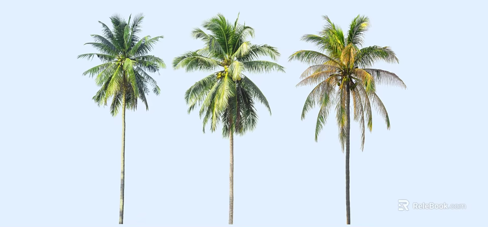 Three Palm Trees With Varying Leaf Conditions Against Light Blue Sky 3d model