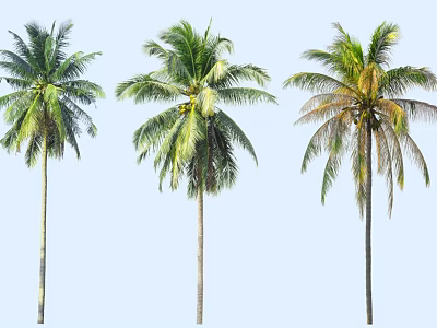 Three Palm Trees With Varying Leaf Conditions Against Light Blue Sky 3d model