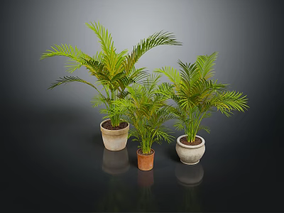 Three Green Palm Plants in Different Ceramic Pots on Dark Surface 3d model