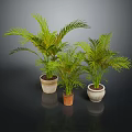 Three Green Palm Plants in Different Ceramic Pots on Dark Surface 3d model