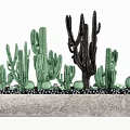 Cactus Bonsai Potted Plants Featuring Various Shapes Black Cactus And Small Stones In Concrete Container
