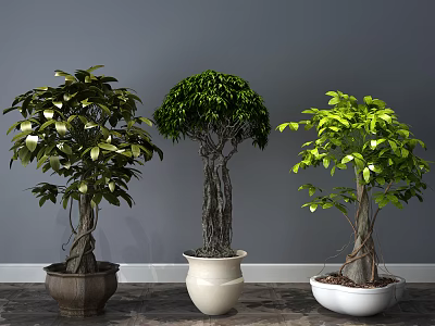 Three Green Bonsai Plants in Diverse Ceramic Pots Against Gray Wall Background 3d model