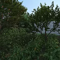 Lush Garden Landscape With Diverse Trees Shrubs And Vibrant Green Plants