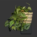 Variegated Pothos Plant With Hanging Vines In Wicker Basket On Dark Background