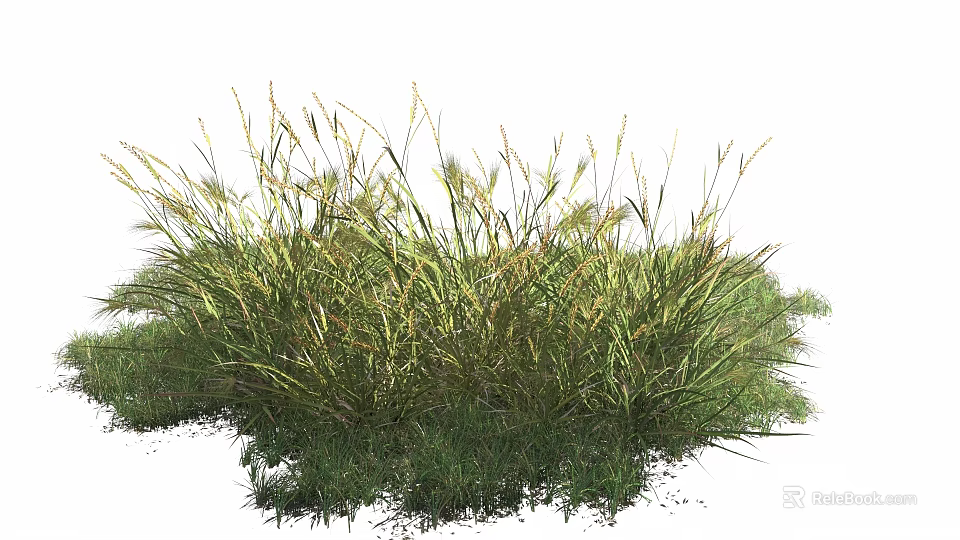 Tall Fresh Green Herbaceous Grass Growing In Natural Outdoor Garden 3d model 