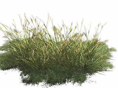 Tall Fresh Green Herbaceous Grass Growing In Natural Outdoor Garden 3d model
