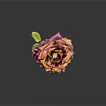 Dried Rose with Orange and Purple Hues on Black Background with Reflection