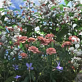 Vibrant Garden Flowers And Plants With White Pink Purple Blooms And Green Leaves