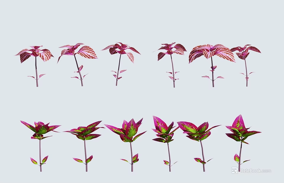 Purple And Green Decorative Flowering Plants With Colorful Leaves For Home Decor 3d model 