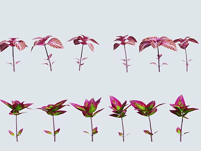Purple And Green Decorative Flowering Plants With Colorful Leaves For Home Decor 3d model