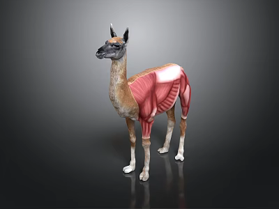 3D Llama Muscle Anatomy Model Showing Detailed Exposed Muscle Layers and Structure 3d model