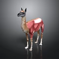 3D Llama Muscle Anatomy Model Showing Detailed Exposed Muscle Layers and Structure