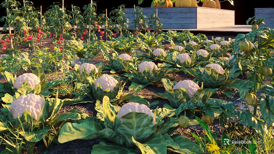 Lush Vegetable Garden With Cauliflower And Various Crops 3d model 