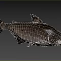 Large Dark Colored Spotted Fish As Aquatic Animal Species With Unique Traits