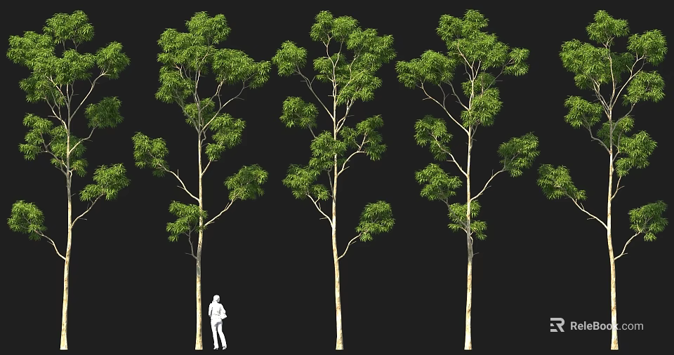 Various Tree Models With Different Green Foliage And A Person Standing 3d model