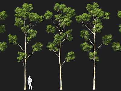 Various Tree Models With Different Green Foliage And A Person Standing 3d model