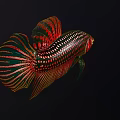 Colorful Ornamental Freshwater Aquatic Fish with Red Green Black Vibrant Fins and Spotted Scales