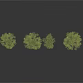 Various Sizes of Trees with Green Foliage Brown Trunks and White Background Reflections