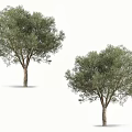 Two Tall Olive Trees With Lush Green Leaves And Brown Trunks Isolated On White