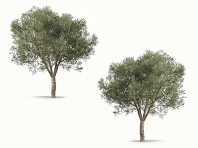 Two Tall Olive Trees With Lush Green Leaves And Brown Trunks Isolated On White 3d model