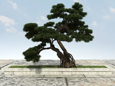 Pine Tree With Curved Trunk And Thick Roots On Stone Pavement Against Blue Sky 3d model