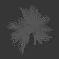 Tall Palm Tree With Green Feathery Fronds And Slender Brown Trunk With Dead Leaves